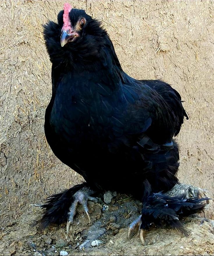 a large black bird standing on top of a dirt ground next to a building wall