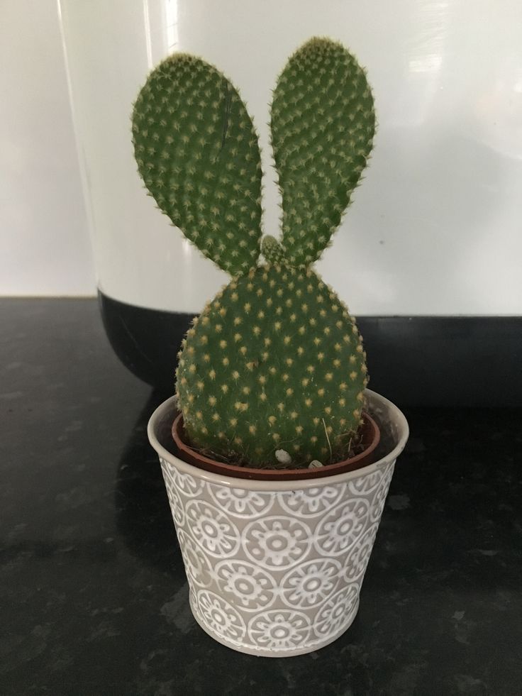 a small cactus in a white pot on a table