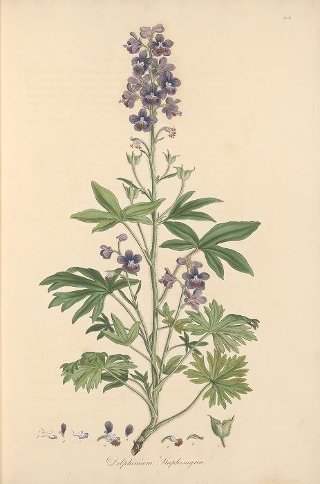 an illustration of a plant with purple flowers and green leaves