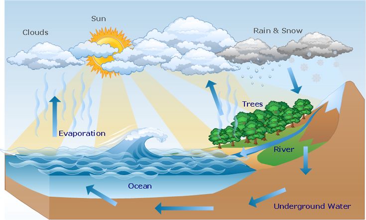 the water cycle is shown in this diagram, with different types of clouds and trees