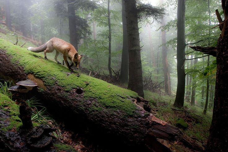 a fox is walking in the woods on a mossy log