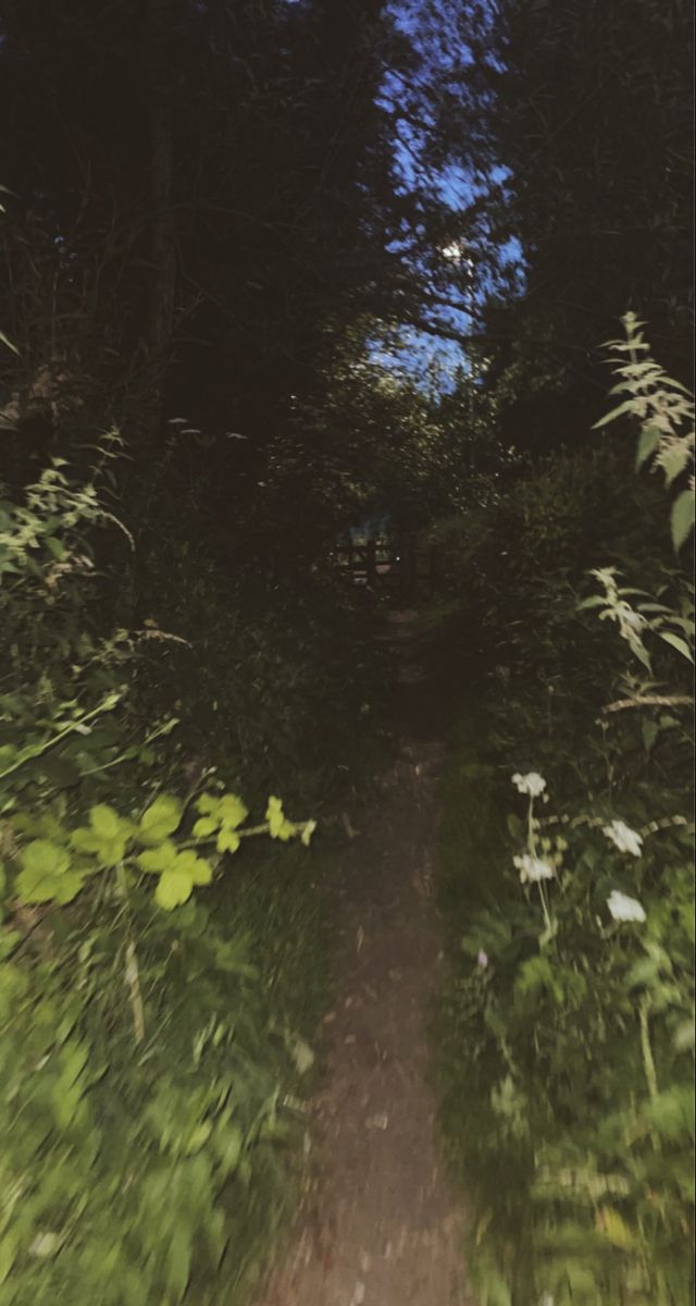 a dirt road surrounded by lush green trees and tall grass on either side of it