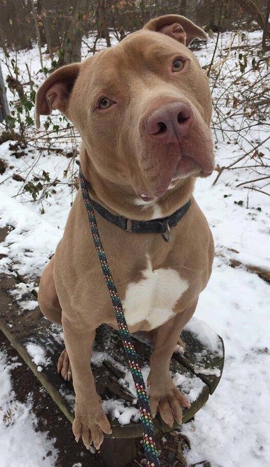 a brown and white pitbull sitting on top of a snow covered ground next to trees