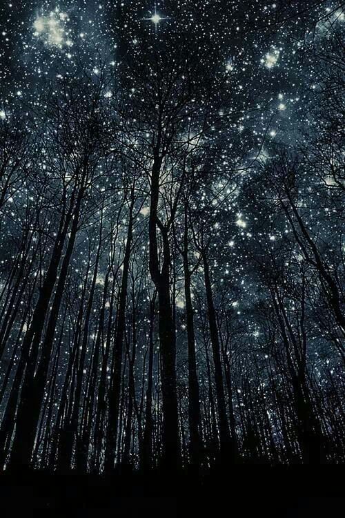 the night sky is filled with stars and trees