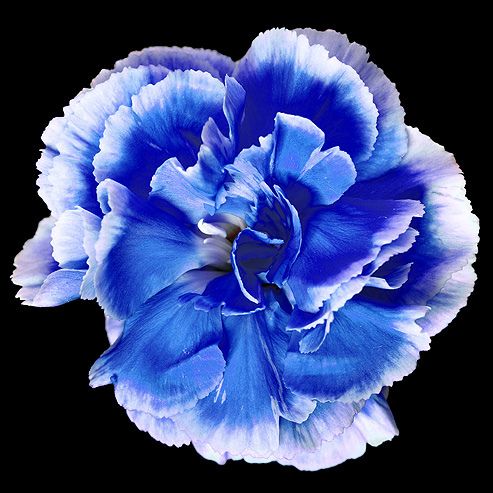 a blue and white flower on a black background