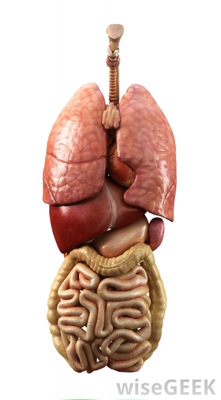 the anatomy of the human body including the livers, lungs and intestories