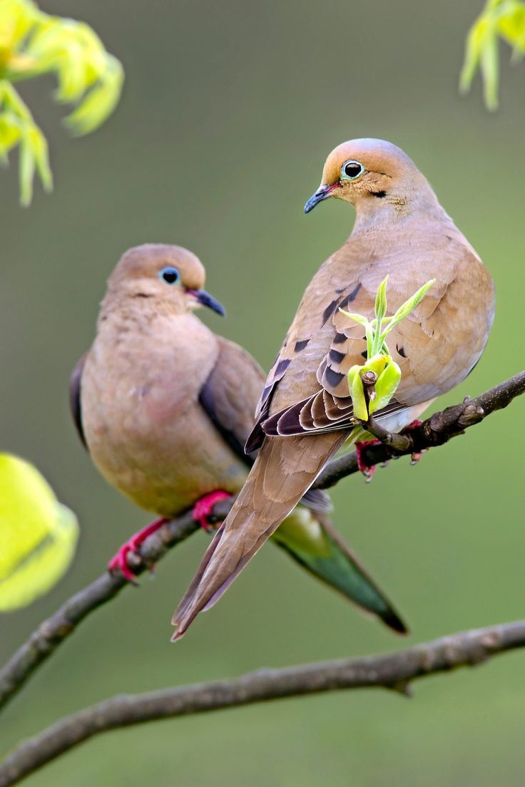 two birds sitting on top of a tree branch