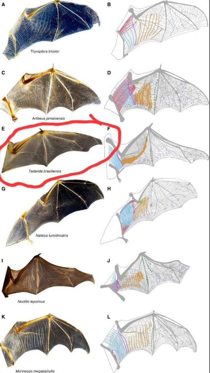 the different types of bats are shown in this diagram, which shows how to draw them