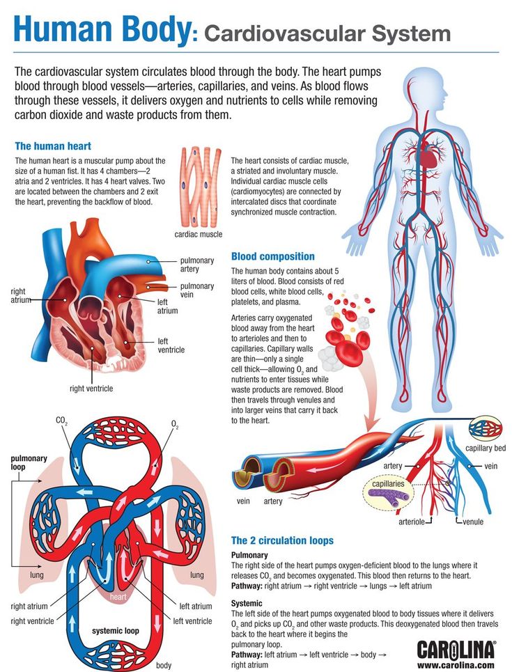 diagram of human body and blood vessels with caption about the heart, lungs, and blood vessels