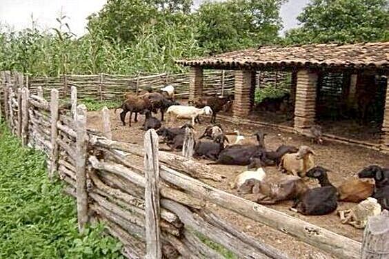 many goats are laying on the ground near a wooden fence and some grass in front of them