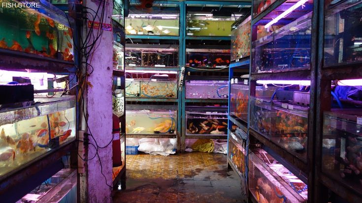 the shelves are filled with many different types of fish and other things to see in the store