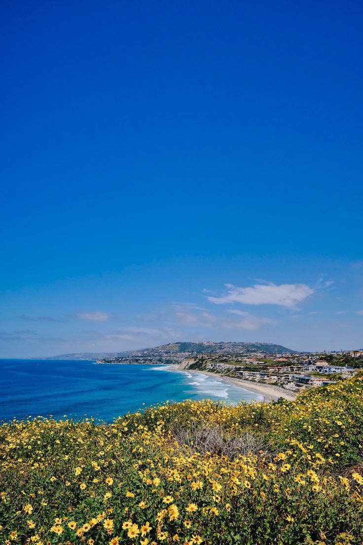 the ocean is full of yellow flowers and blue skies