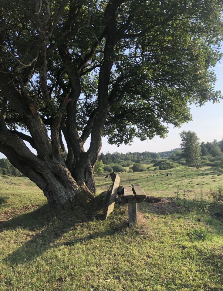 a bench under a large tree in the middle of a field