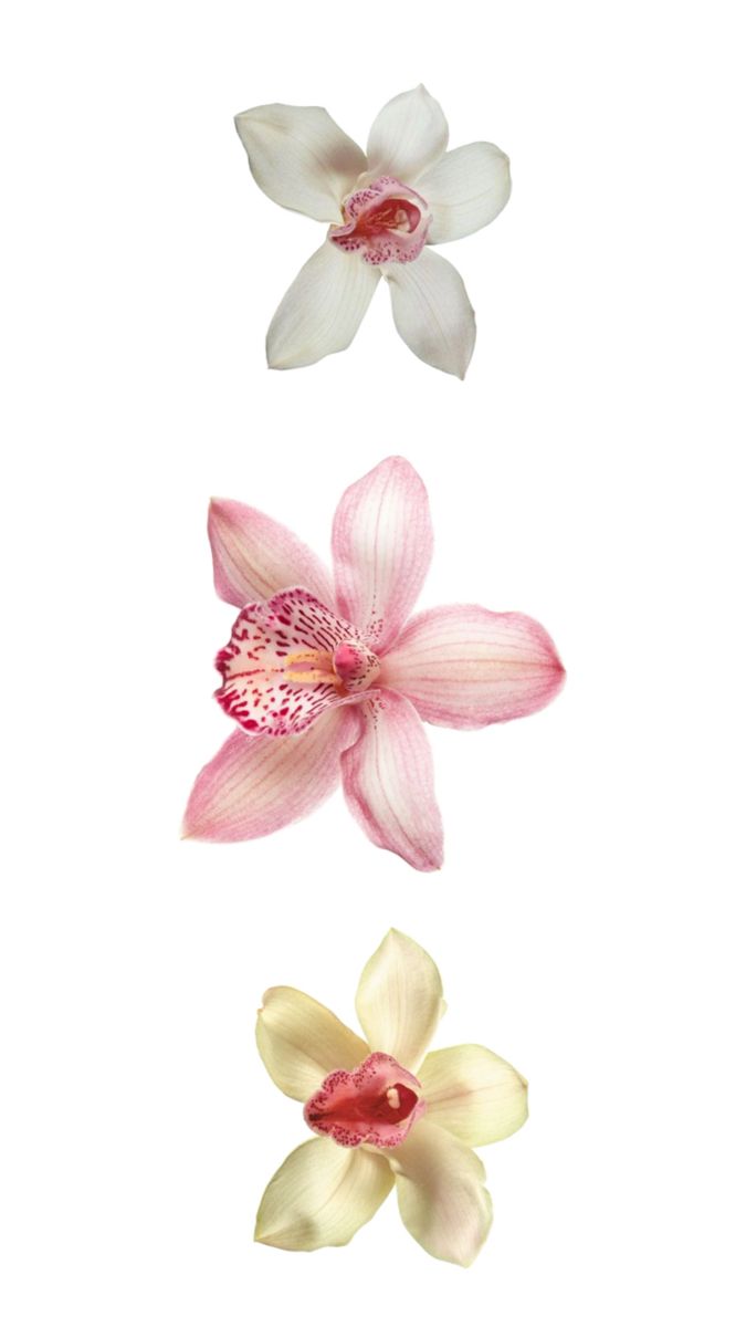 three flowers are shown in different colors