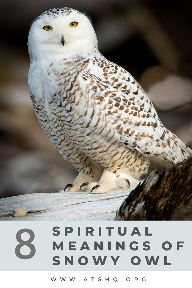 an owl sitting on top of a tree branch with the words 8 spiritual meaningss of snowy owl