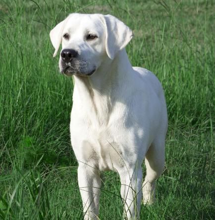 a white dog is standing in the grass and looking at the camera with an alert look on his face