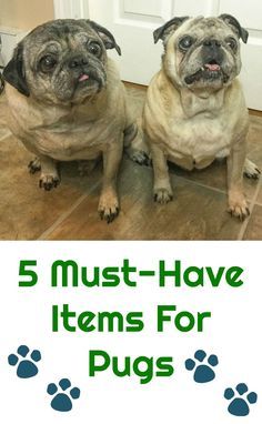 two pugs sitting next to each other on the floor