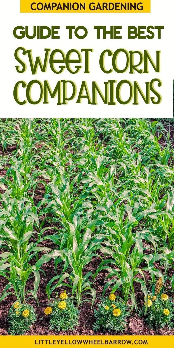 the garden guide to the best sweet corn companions