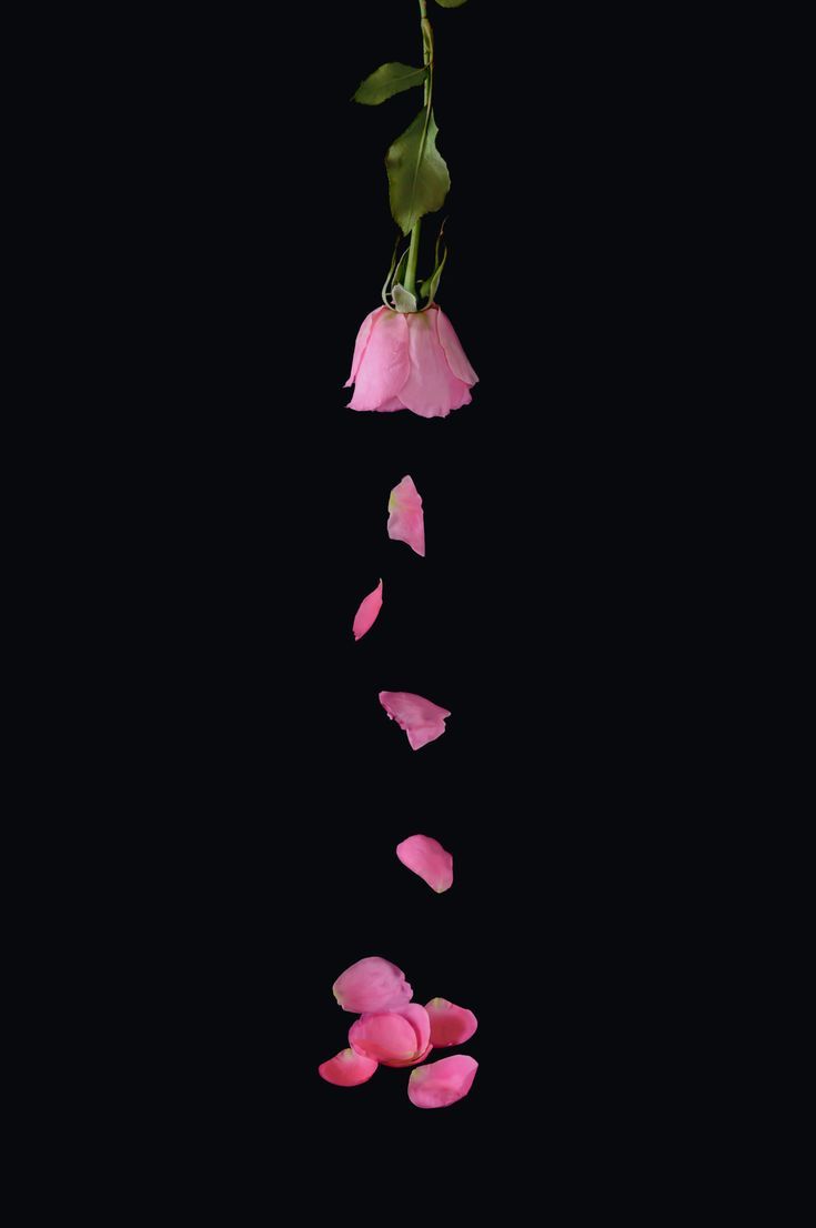 pink flowers floating in the air on a black background