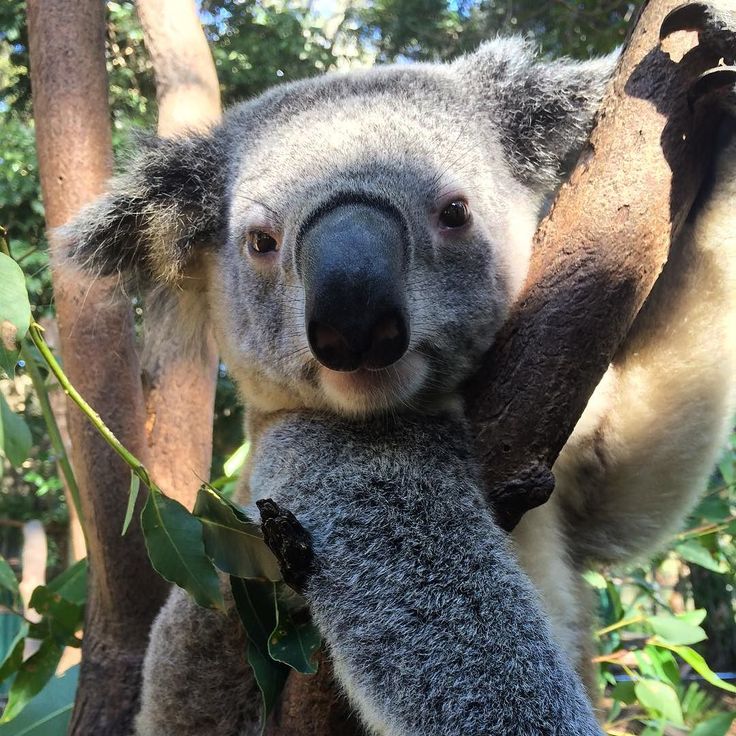 a koala bear sitting in a tree with its head on the limb of a branch