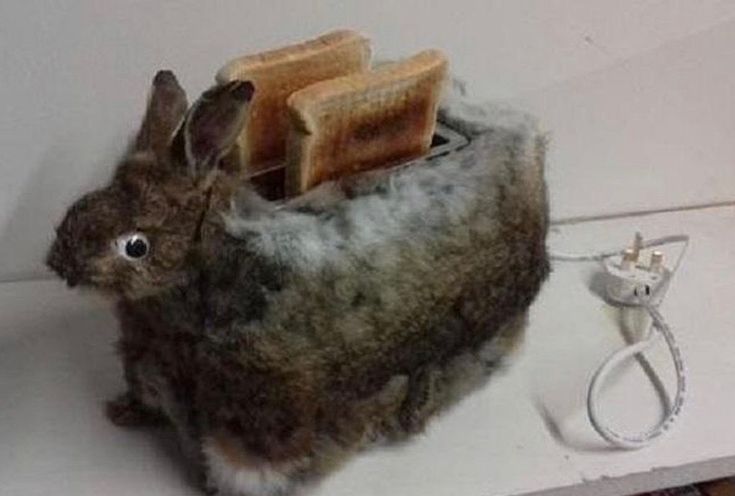 a stuffed rabbit sitting next to a toaster