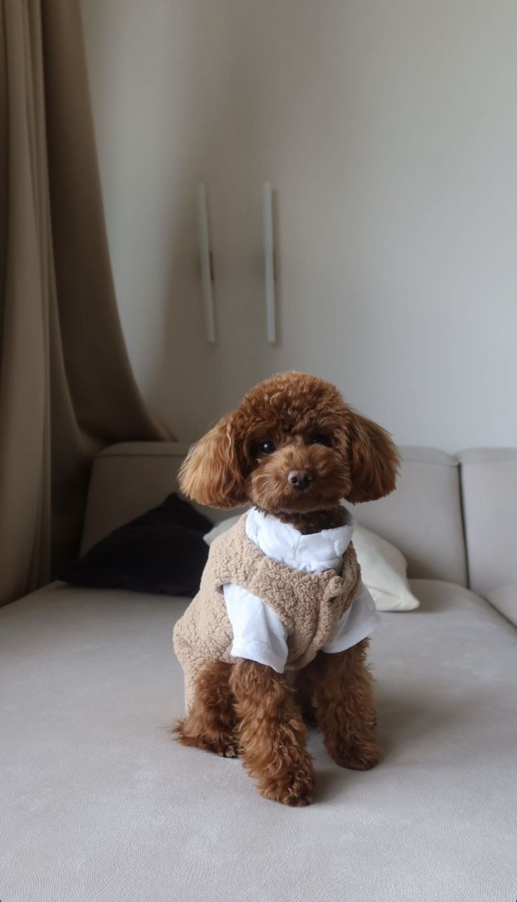 a brown dog sitting on top of a bed wearing a white shirt and tie with his head turned to the side