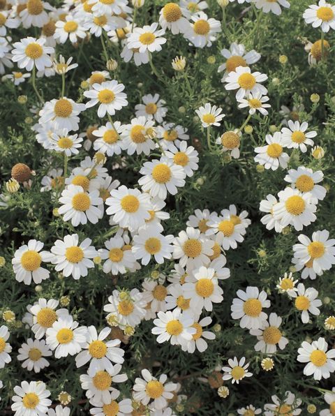 many white and yellow flowers are growing together