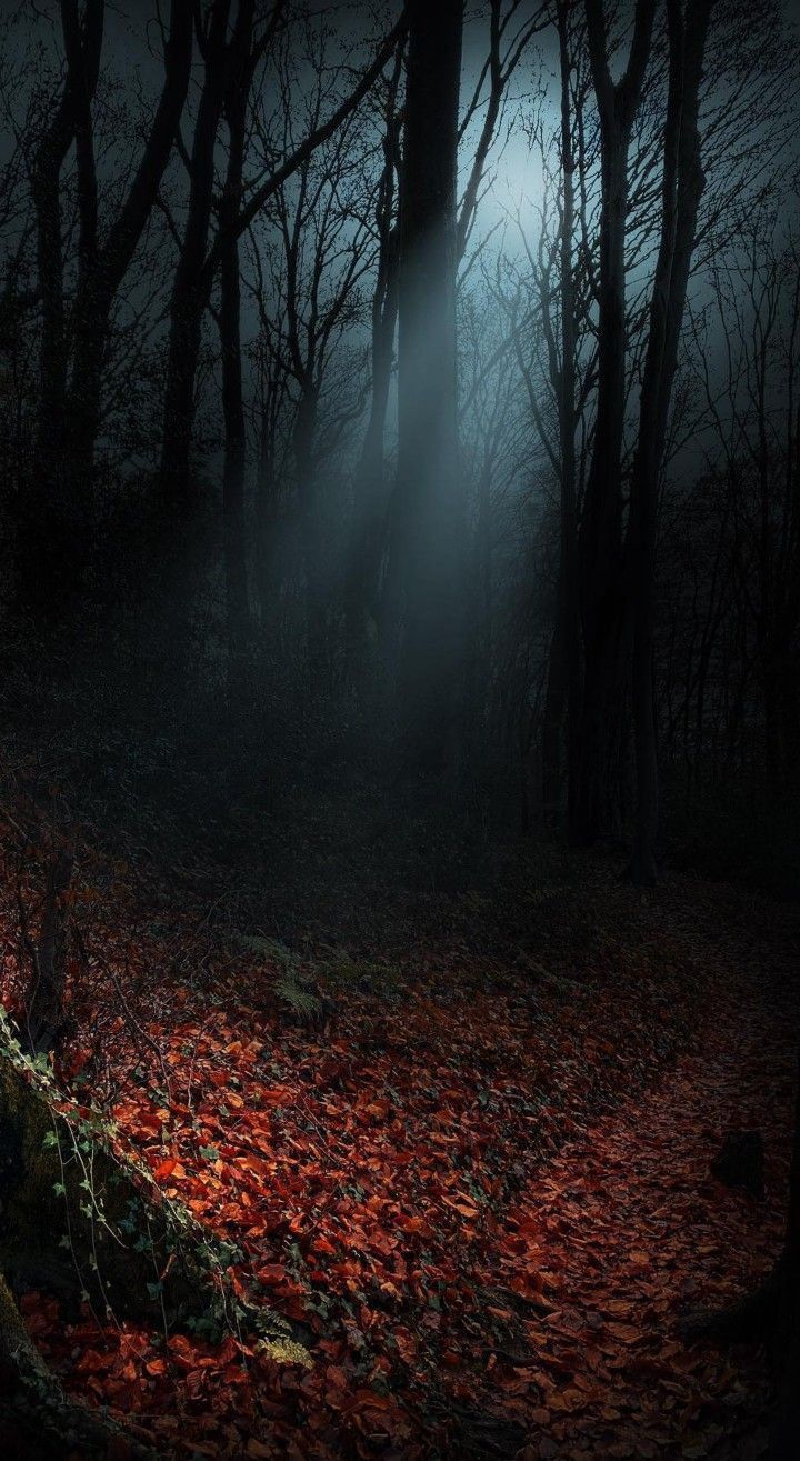 a dark forest with lots of leaves on the ground