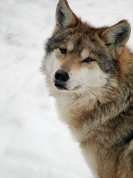 a wolf standing in the snow with its eyes closed