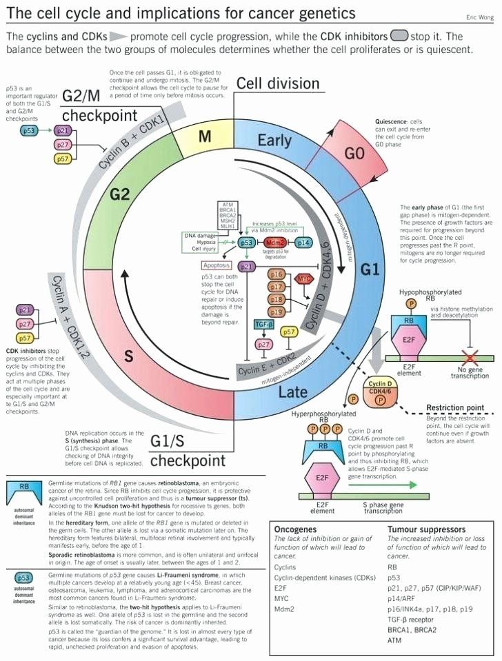 Cell Cycle Regulation, Cell Cycle Checkpoints, Genetics Infographic, Cell Cycle Diagram, Cell Cycle And Cell Division, Cell And Molecular Biology, Cell Biology Notes, The Cell Cycle, Genetic Counseling