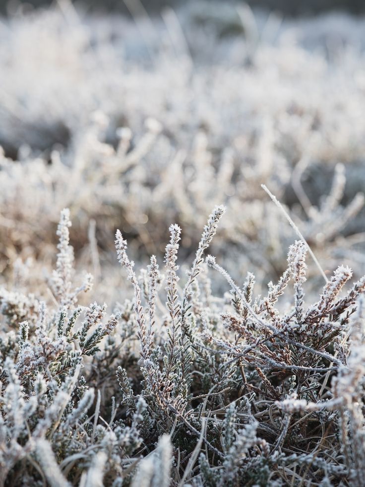 frost covered grass and plants in the wintertime sunlit area, with little snow on them