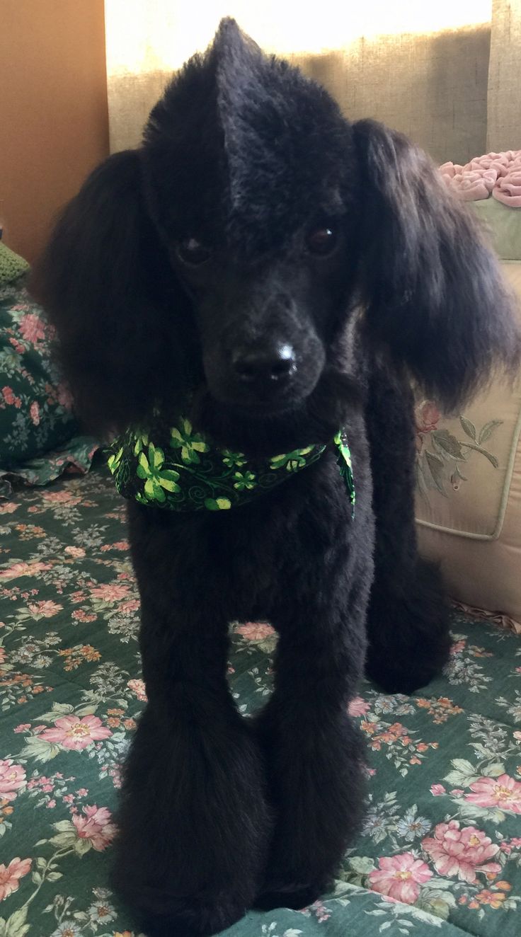 a small black poodle sitting on top of a bed next to a flowered comforter