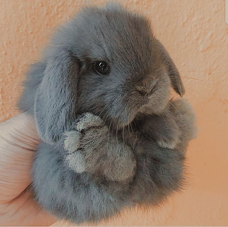 a hand holding a small gray rabbit on it's left side, with its paw up in the air