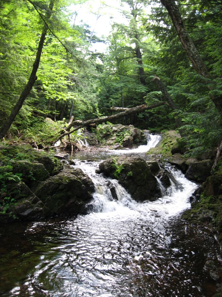 a stream running through a lush green forest