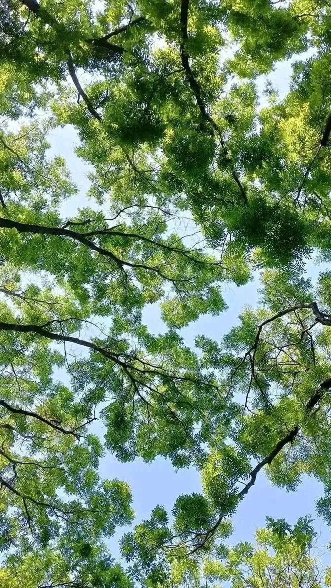 looking up at the tops of green trees