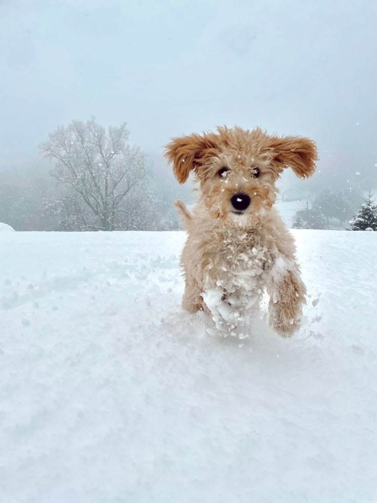 a small dog running through the snow