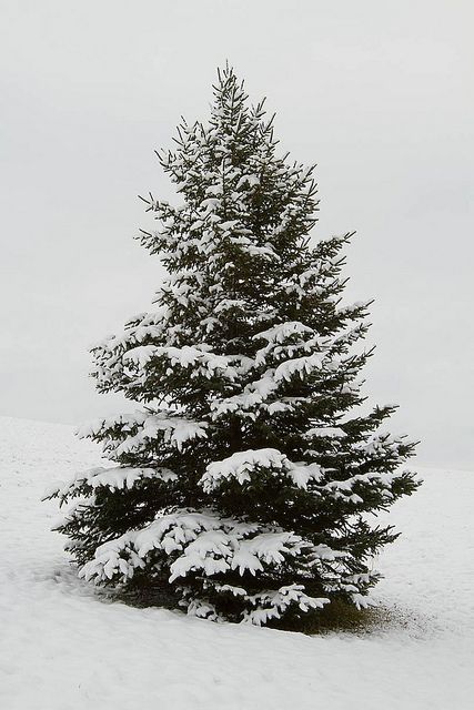 a snow covered pine tree on the side of a snowy hill with no one around it