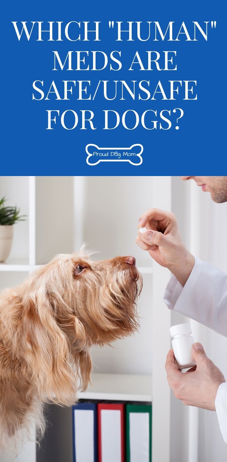 a dog getting his nose brushed by a veterinator with the caption which human meds are safe / unsafe for dogs?