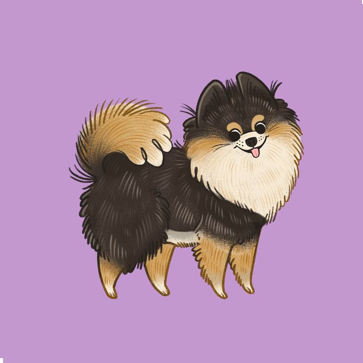 a drawing of a small dog on a purple background with the words pomeranian written below it