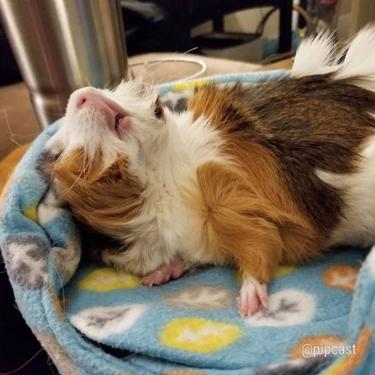 a small brown and white dog laying on top of a blanket