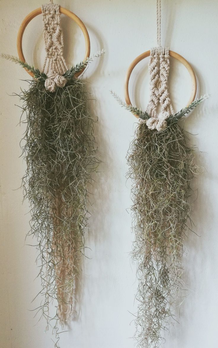 two wooden hoop hangings with plants growing out of them on the wall next to each other