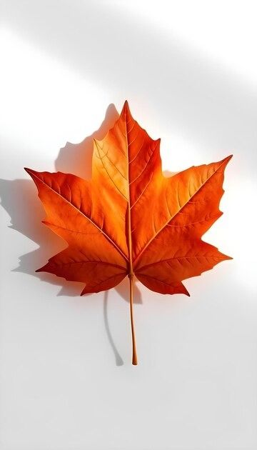 an orange maple leaf on a white background