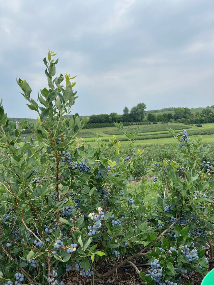 a bush with blue berries in the foreground and a green frisbee on the ground