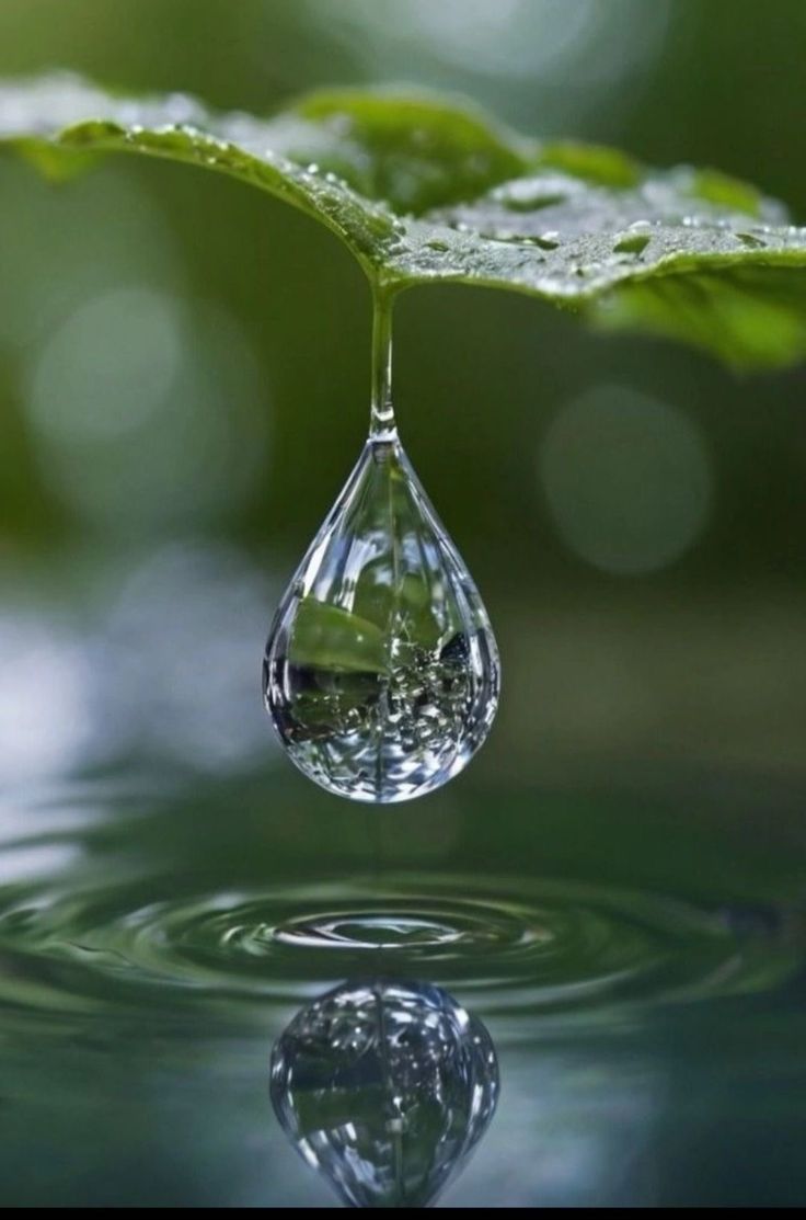 a drop of water sitting on top of a leaf