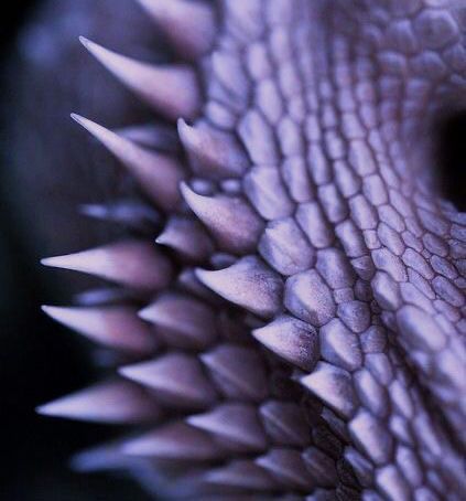 close up view of an animal's head with spikes