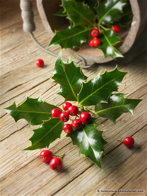 holly leaves and red berries on a wooden table