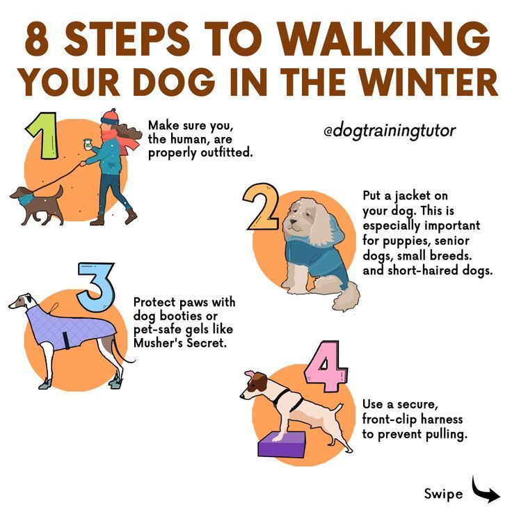 the steps to walking your dog in the winter are shown with instructions on how to use them