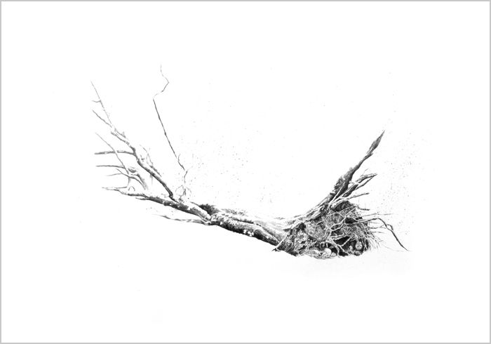 a black and white photo of a dead tree branch