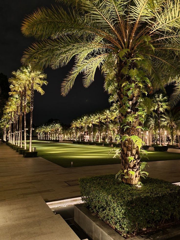 the palm trees are lit up at night in the grass area with benches and bushes