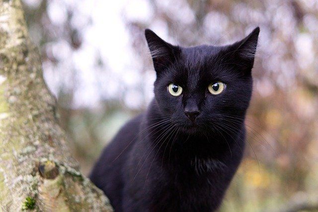 a black cat sitting on top of a tree branch